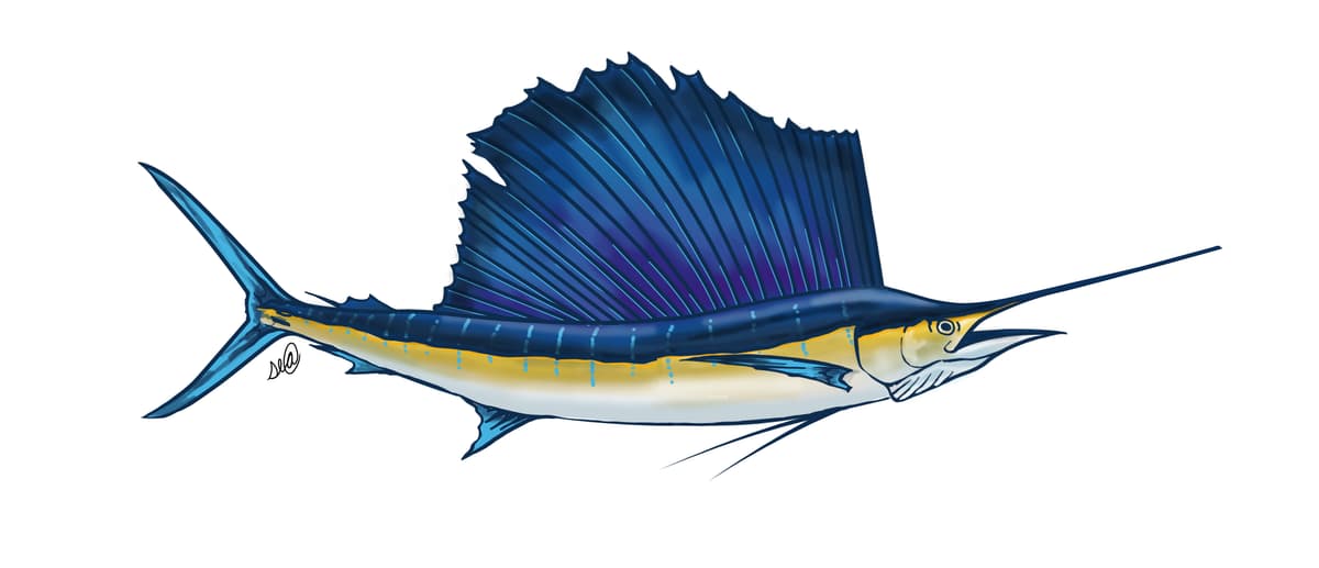 Sailfish - Istiophorus platypterus - fishing tournament species