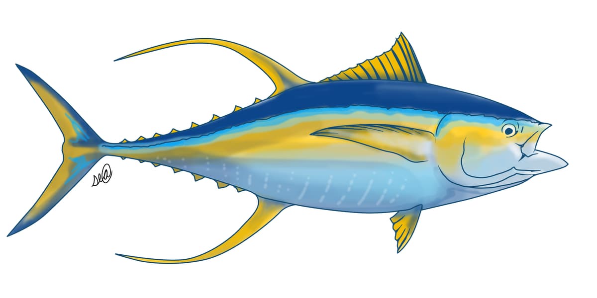 Yellowfin Tuna - Thunnus albacares - fishing tournament species