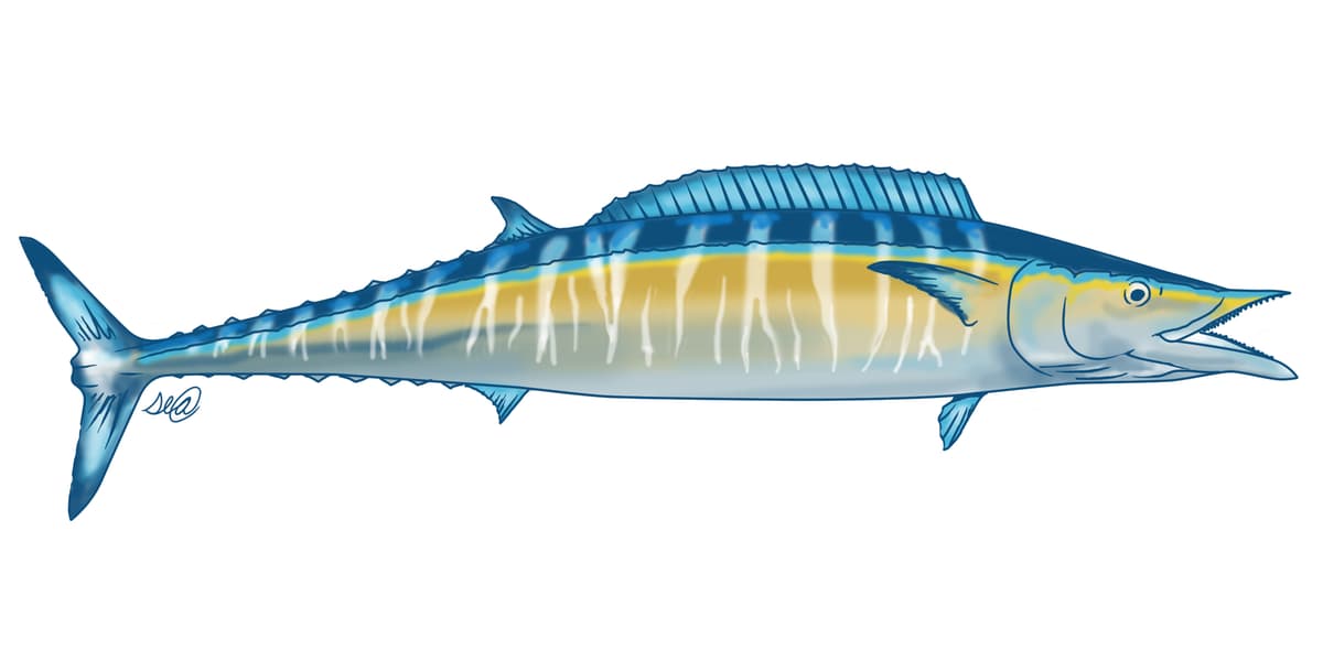 Wahoo - Acanthocybium solandri - fishing tournament species