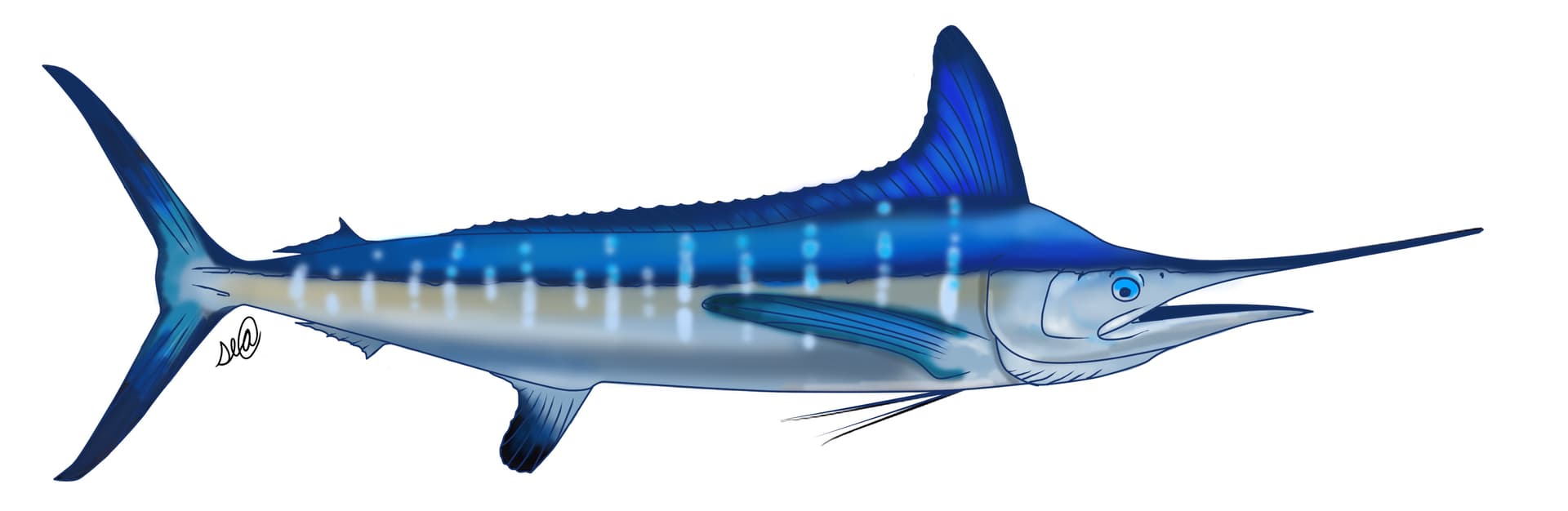 White Marlin - Kajikia albida - tournament gamefish illustration