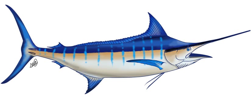 Blue Marlin fishing tournament species