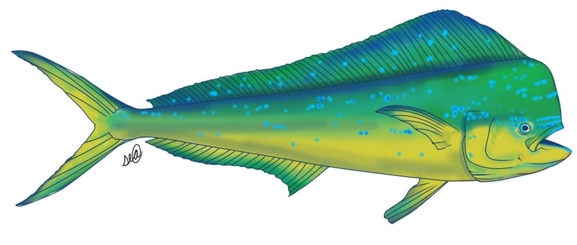 Mahi-Mahi fishing tournament species