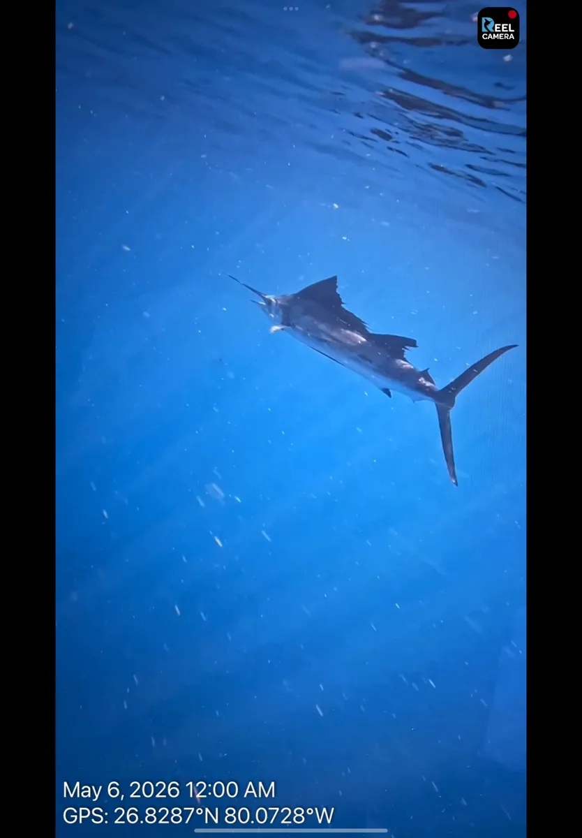 Sailfish swimming underwater captured with ReelCam — GPS coordinates and timestamp watermark embedded in the video frame